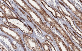 Anti-CD147 Antibody, clone 1J7 ZooMAb&#174; Rabbit Monoclonal recombinant, expressed in HEK 293 cells