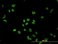 Monoclonal Anti-PTBP1 antibody produced in mouse clone 3H8, purified immunoglobulin, buffered aqueous solution