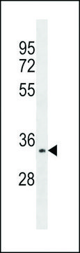 ANTI-AURORA-C (N-TERM G11) antibody produced in rabbit IgG fraction of antiserum, buffered aqueous solution