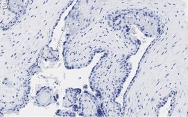 Anti-PD-L1/CD274 Antibody, clone 3O12 ZooMAb&#174; Rabbit Monoclonal recombinant, expressed in HEK 293 cells
