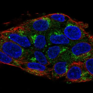 Anti-UBIAD1 antibody produced in rabbit Prestige Antibodies&#174; Powered by Atlas Antibodies, affinity isolated antibody