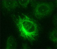 Anti-Nitrotyrosine antibody produced in rabbit affinity isolated antibody, buffered aqueous solution
