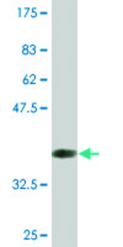 Monoclonal Anti-ARNT2 antibody produced in mouse clone 1B2, purified immunoglobulin, buffered aqueous solution