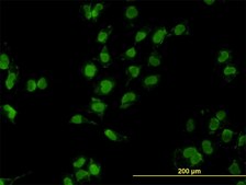 Monoclonal Anti-MEOX2 antibody produced in mouse clone 6A5, purified immunoglobulin, buffered aqueous solution