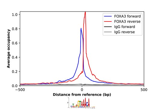 Anti-FOXA3 antibody produced in rabbit Prestige Antibodies&#174; Powered by Atlas Antibodies, affinity isolated antibody