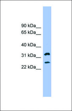 Anti-FCER1A, (N-terminal) antibody produced in rabbit affinity isolated antibody