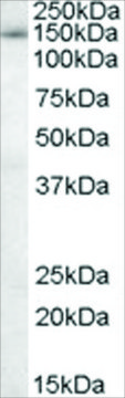 Anti-SAP130/SF3B3 antibody produced in goat affinity isolated antibody, buffered aqueous solution