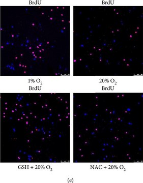 Anti-BrdU antibody, Mouse monoclonal clone BU-33, purified from hybridoma cell culture