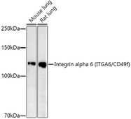 Anti-Integrin alpha 6 (ITGA6/CD49f) Antibody, clone 7U5Z0, Rabbit Monoclonal