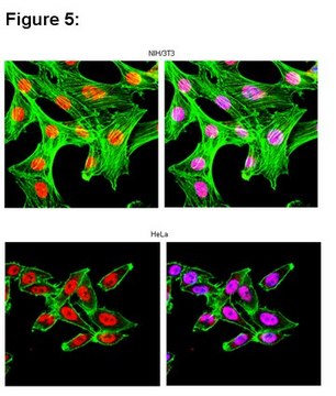 RIPAb+ HuR - RIP Validated Antibody and Primer Set from rabbit