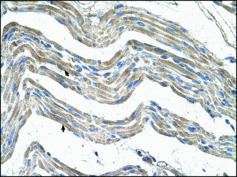 Anti-IDH3A antibody produced in rabbit IgG fraction of antiserum