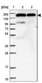 Anti-DHX29 antibody produced in rabbit Prestige Antibodies&#174; Powered by Atlas Antibodies, affinity isolated antibody, buffered aqueous glycerol solution