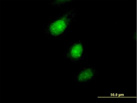 Anti-MAD2L1BP antibody produced in mouse purified immunoglobulin, buffered aqueous solution
