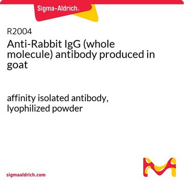 Anti-Rabbit IgG (whole molecule) antibody produced in goat affinity isolated antibody, lyophilized powder