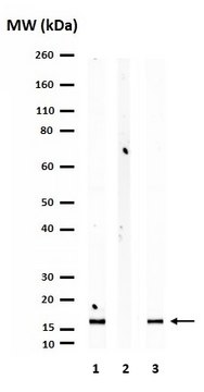 Anti-Histone H3.3 Antibody, K27M mutant from rabbit, purified by affinity chromatography