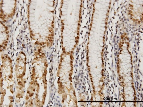 Monoclonal Anti-GABPA antibody produced in mouse clone 5C8, purified immunoglobulin, buffered aqueous solution