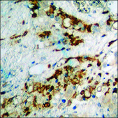 Anti-phospho-Coagulation Factor III (pSer290) antibody produced in rabbit affinity isolated antibody