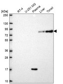 Anti-SLC3A1 antibody produced in rabbit Prestige Antibodies&#174; Powered by Atlas Antibodies, affinity isolated antibody