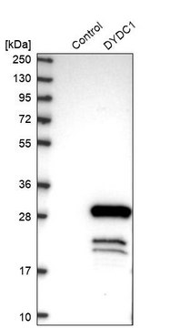 Anti-DYDC1 antibody produced in rabbit Prestige Antibodies&#174; Powered by Atlas Antibodies, affinity isolated antibody, buffered aqueous glycerol solution