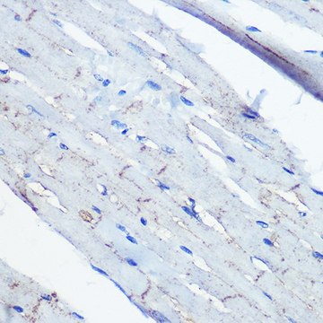 Anti-Ephrin B2 antibody produced in rabbit