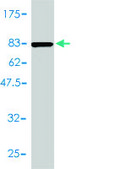 Monoclonal Anti-ACY1 antibody produced in mouse clone 4F1-B7, purified immunoglobulin, buffered aqueous solution