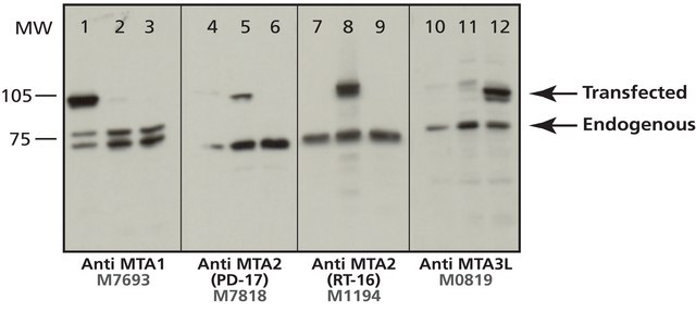 Anti-MTA1 antibody produced in rabbit affinity isolated antibody, buffered aqueous solution