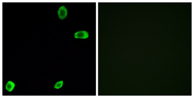 Anti-TAS2R39 antibody produced in rabbit affinity isolated antibody