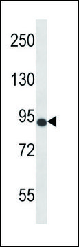 ANTI-MOUSE NTRK3 (N-TERM) antibody produced in rabbit IgG fraction of antiserum, buffered aqueous solution