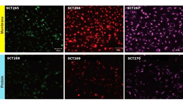 BioTracker&#8482; Green Exosome Protein Labeling Kit