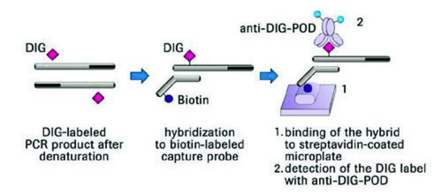 PCR ELISA, DIG-Labeling sufficient for 50&#160;reactions, kit of 1 (8 components), suitable for nucleic acid labeling