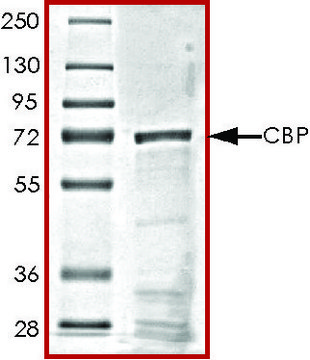 CBP (1319-1710), GST tagged human recombinant, expressed in E. coli, &#8805;70% (SDS-PAGE), buffered aqueous glycerol solution