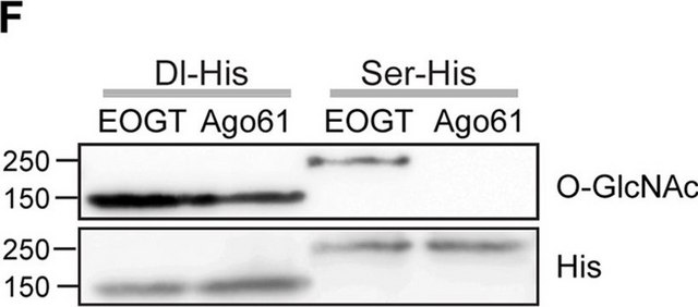 Anti-&#946;-O-Linked N-Acetylglucosamine antibody, Mouse monoclonal clone CTD110.6, purified from hybridoma cell culture