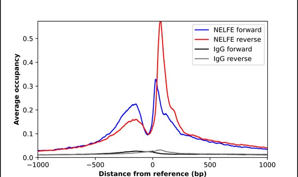 Anti-NELFE antibody produced in rabbit Prestige Antibodies&#174; Powered by Atlas Antibodies, affinity isolated antibody