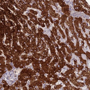 Anti-EEF1AKMT1 antibody produced in rabbit Prestige Antibodies&#174; Powered by Atlas Antibodies, affinity isolated antibody, buffered aqueous glycerol solution