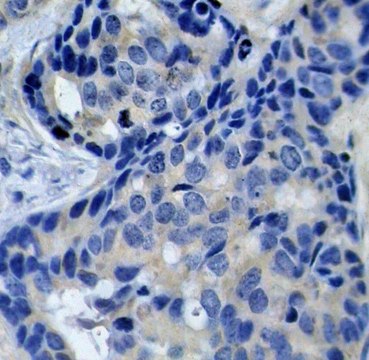Anti-Phospho-PTK2B-Y402 antibody produced in rabbit