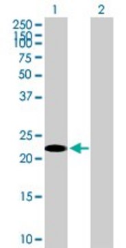 Anti-TSC22D3 antibody produced in mouse purified immunoglobulin, buffered aqueous solution
