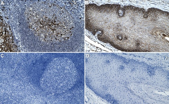 Anti-CD9 Antibody, clone 2K2-k ZooMAb&#174; Rabbit Monoclonal recombinant, expressed in HEK 293 cells