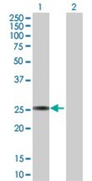 Anti-GSTA3 antibody produced in rabbit purified immunoglobulin, buffered aqueous solution