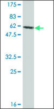 Monoclonal Anti-TRA1 antibody produced in mouse clone 1A8, ascites fluid