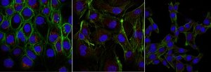 Anti-Dynein Antibody, IC, cytosolic, clone 74.1, Alexa Fluor&#8482; 555 conjugate clone 74.1, from mouse, ALEXA FLUOR&#8482; 555