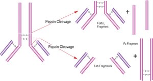 Papain from papaya latex lyophilized powder, &#8805;10&#160;units/mg protein