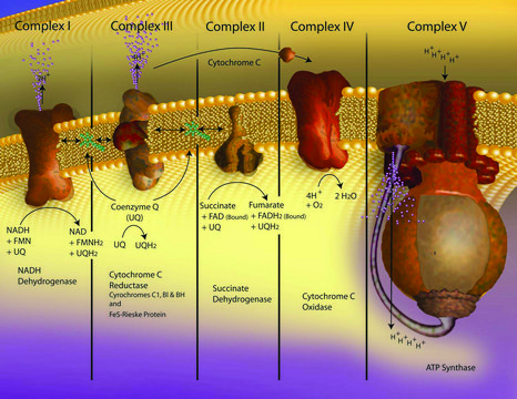 Cytochrome c Oxidase Assay Kit sufficient for 100&#160;tests, soluble and membrane bound mitochondria