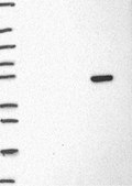 Anti-RBFOX3 antibody produced in rabbit Prestige Antibodies&#174; Powered by Atlas Antibodies, affinity isolated antibody, buffered aqueous glycerol solution