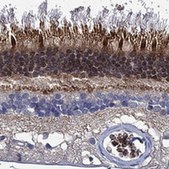 Anti-MPP1 antibody produced in rabbit Prestige Antibodies&#174; Powered by Atlas Antibodies, affinity isolated antibody, buffered aqueous glycerol solution