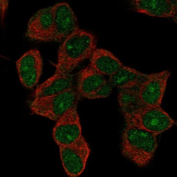 Anti-HOXD9 antibody produced in rabbit Prestige Antibodies&#174; Powered by Atlas Antibodies, affinity isolated antibody