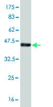 ANTI-T antibody produced in mouse clone 5C10, purified immunoglobulin, buffered aqueous solution