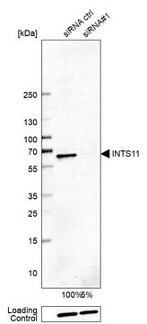 Anti-INTS11 antibody produced in rabbit Prestige Antibodies&#174; Powered by Atlas Antibodies, affinity isolated antibody, buffered aqueous glycerol solution