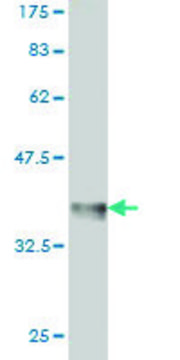 Monoclonal Anti-RING1 antibody produced in mouse clone 3G6, purified immunoglobulin, buffered aqueous solution