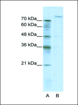 Anti-ZHX2 (AB1) antibody produced in rabbit IgG fraction of antiserum