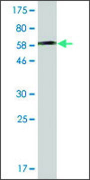 ANTI-AHCY antibody produced in mouse clone 2F11-1D10, ascites fluid